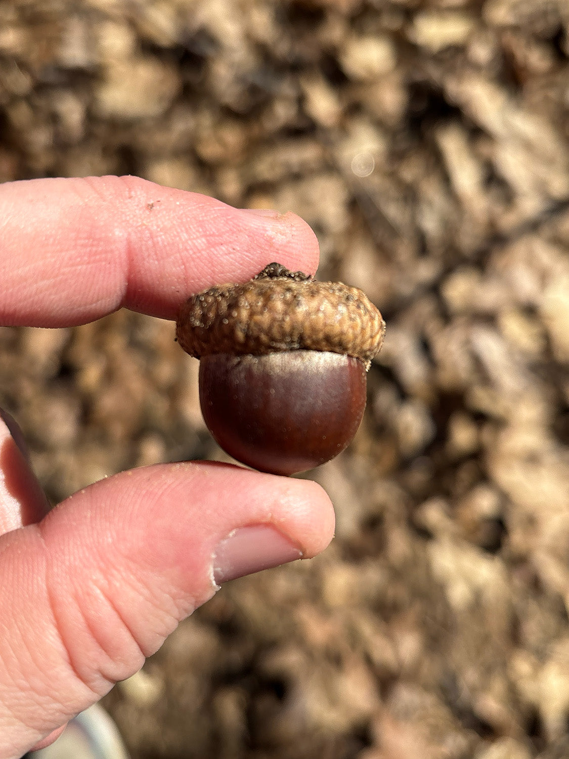 Northern Red Oak Acorns — Germinated & Ready to Plant (Quercus rubra)