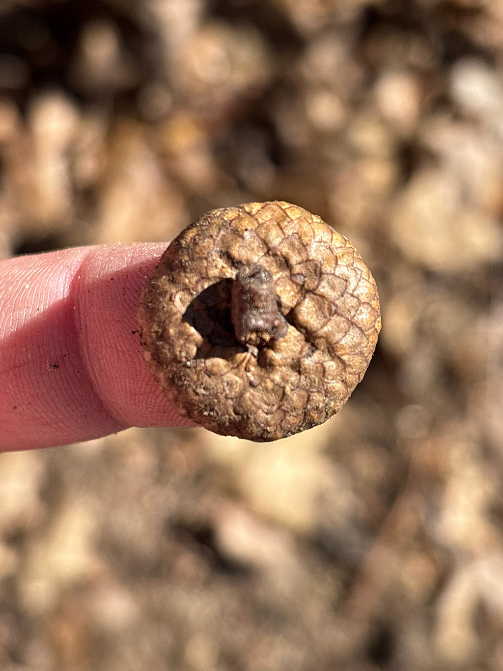 Northern Red Oak Acorns — Germinated & Ready to Plant (Quercus rubra)