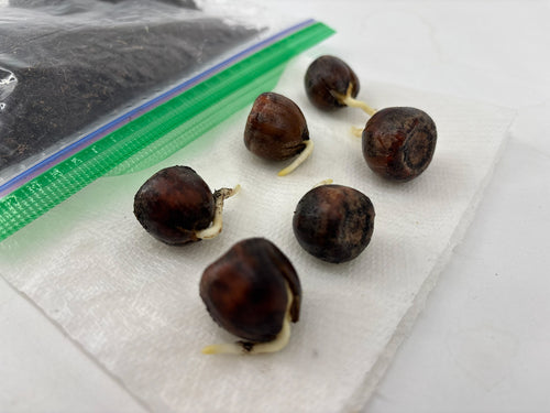 Northern Red Oak Acorns — Germinated & Ready to Plant (Quercus rubra)