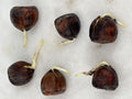 Northern Red Oak Acorns — Germinated & Ready to Plant (Quercus rubra)