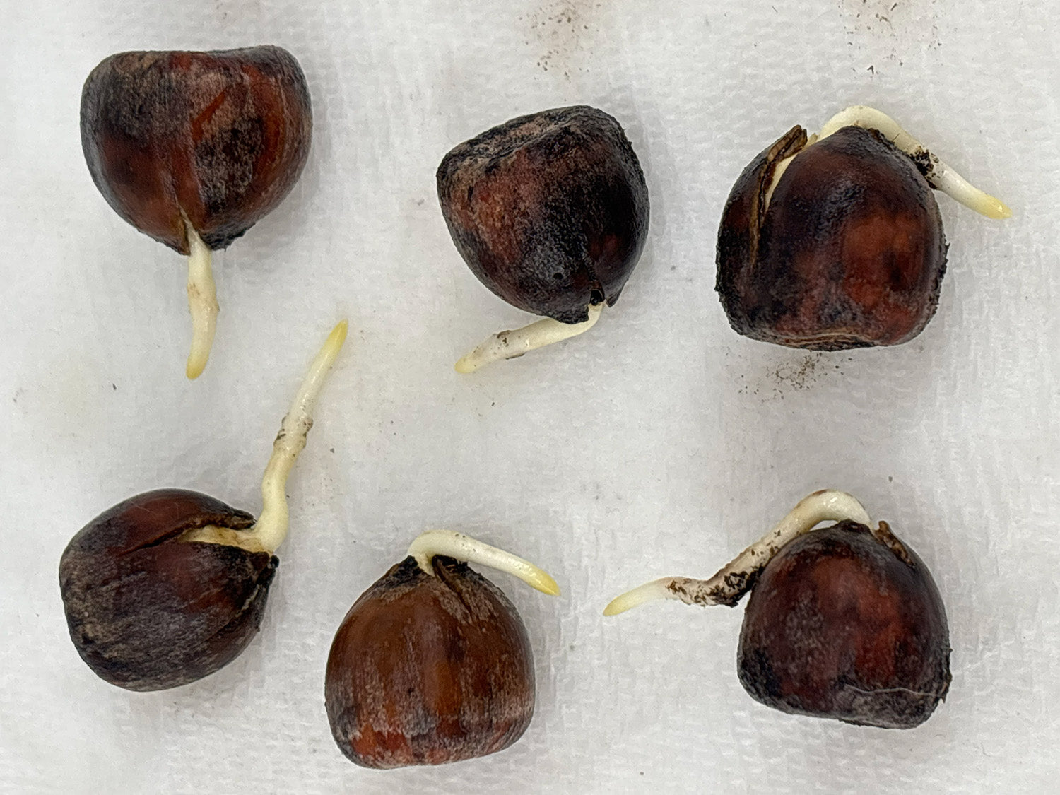 Northern Red Oak Acorns — Germinated & Ready to Plant (Quercus rubra)