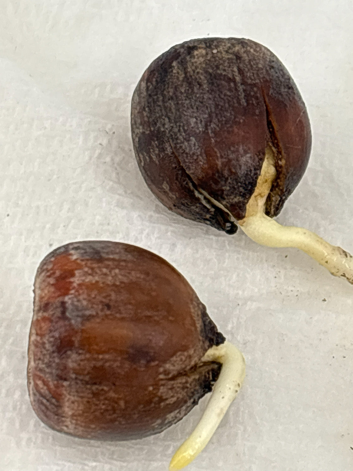 Northern Red Oak Acorns — Germinated & Ready to Plant (Quercus rubra)
