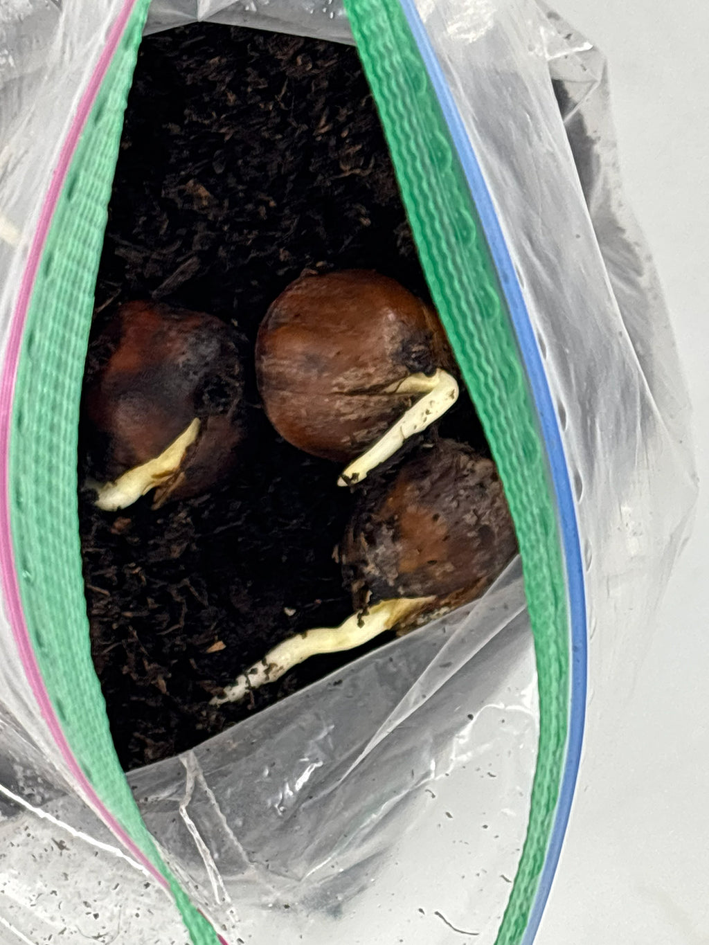 Northern Red Oak Acorns — Germinated & Ready to Plant (Quercus rubra)