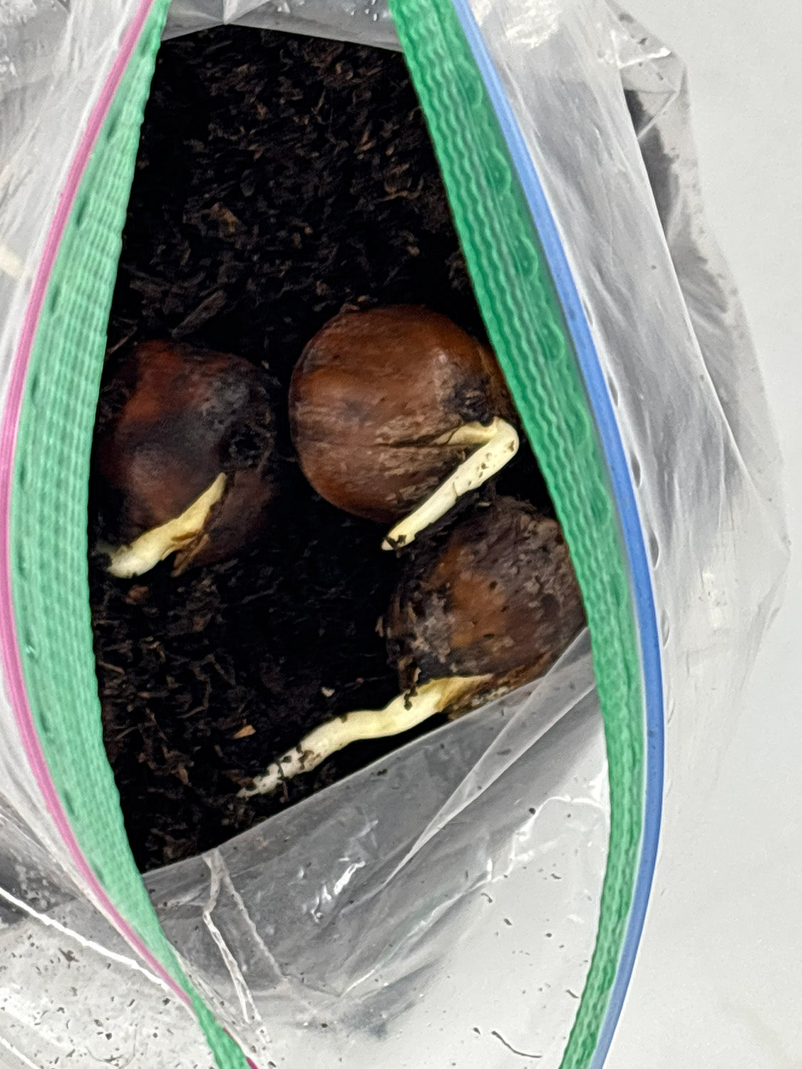 Northern Red Oak Acorns — Germinated & Ready to Plant (Quercus rubra)