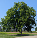 Black Walnut Tree Seedling — Live Sprouted (Juglans nigra)
