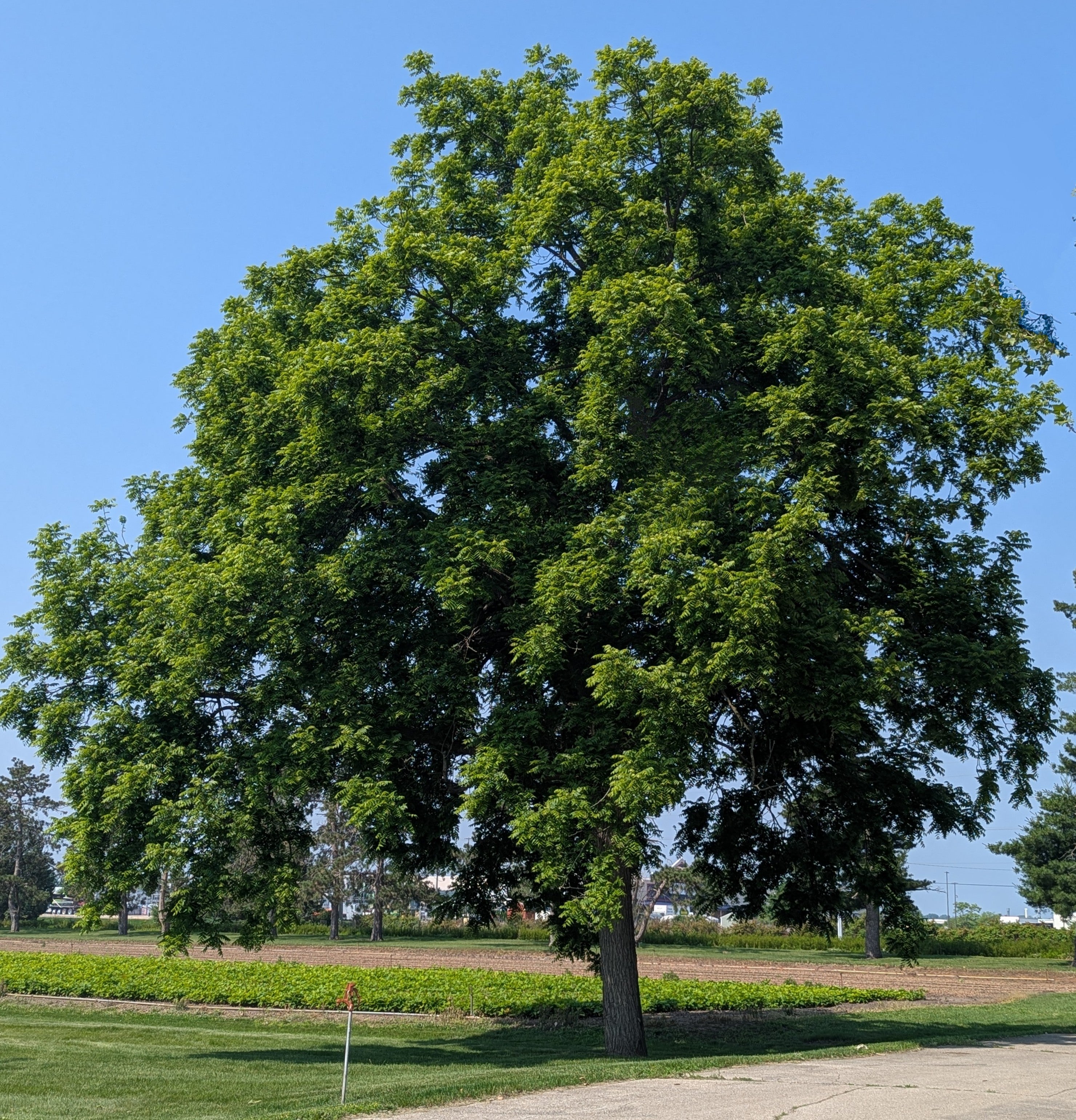 Black Walnut Tree Seedling — Live Sprouted (Juglans nigra)