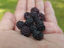 Wild Black Raspberry Fresh Live Cuttings — 2 Pack (Rubus occidentalis)