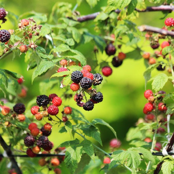Wild Black Raspberry Fresh Live Cuttings — 2 Pack (Rubus occidentalis)