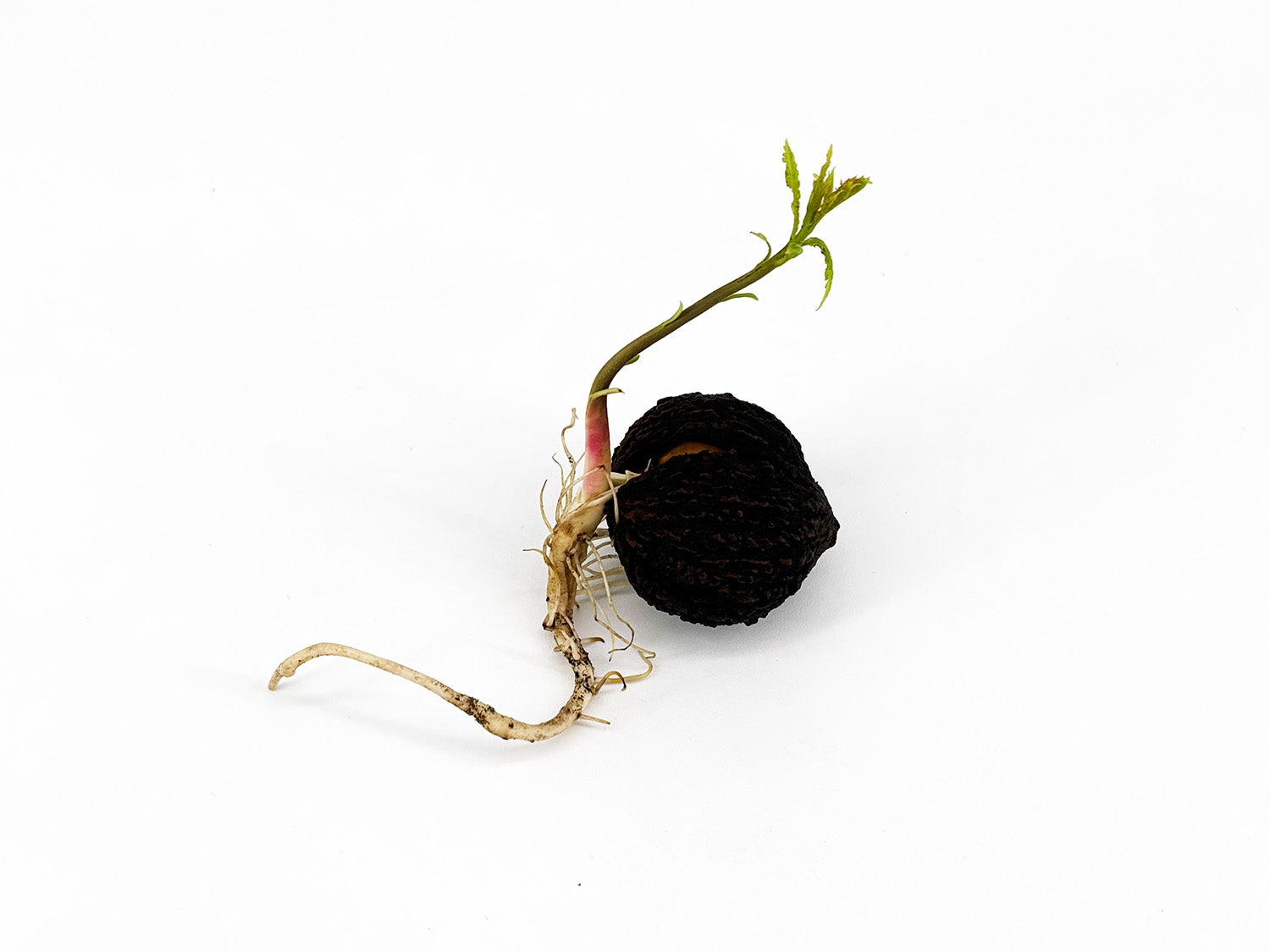 Black Walnut Tree Seedling — Live Sprouted (Juglans nigra)