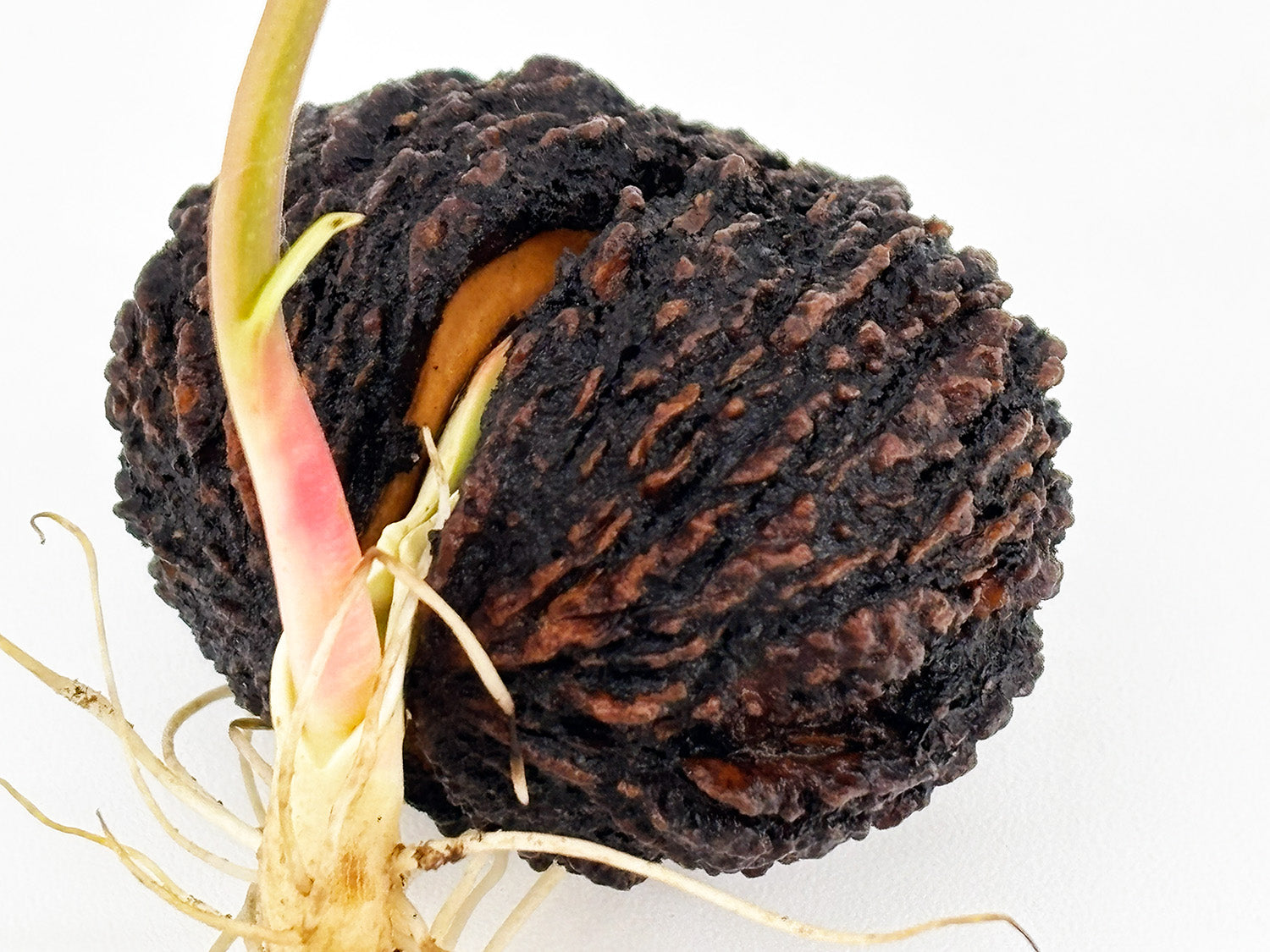 Black Walnut Tree Seedling — Live Sprouted (Juglans nigra)