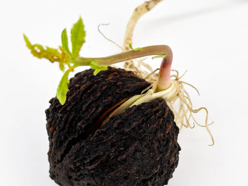 Black Walnut Tree Seedling — Live Sprouted (Juglans nigra)