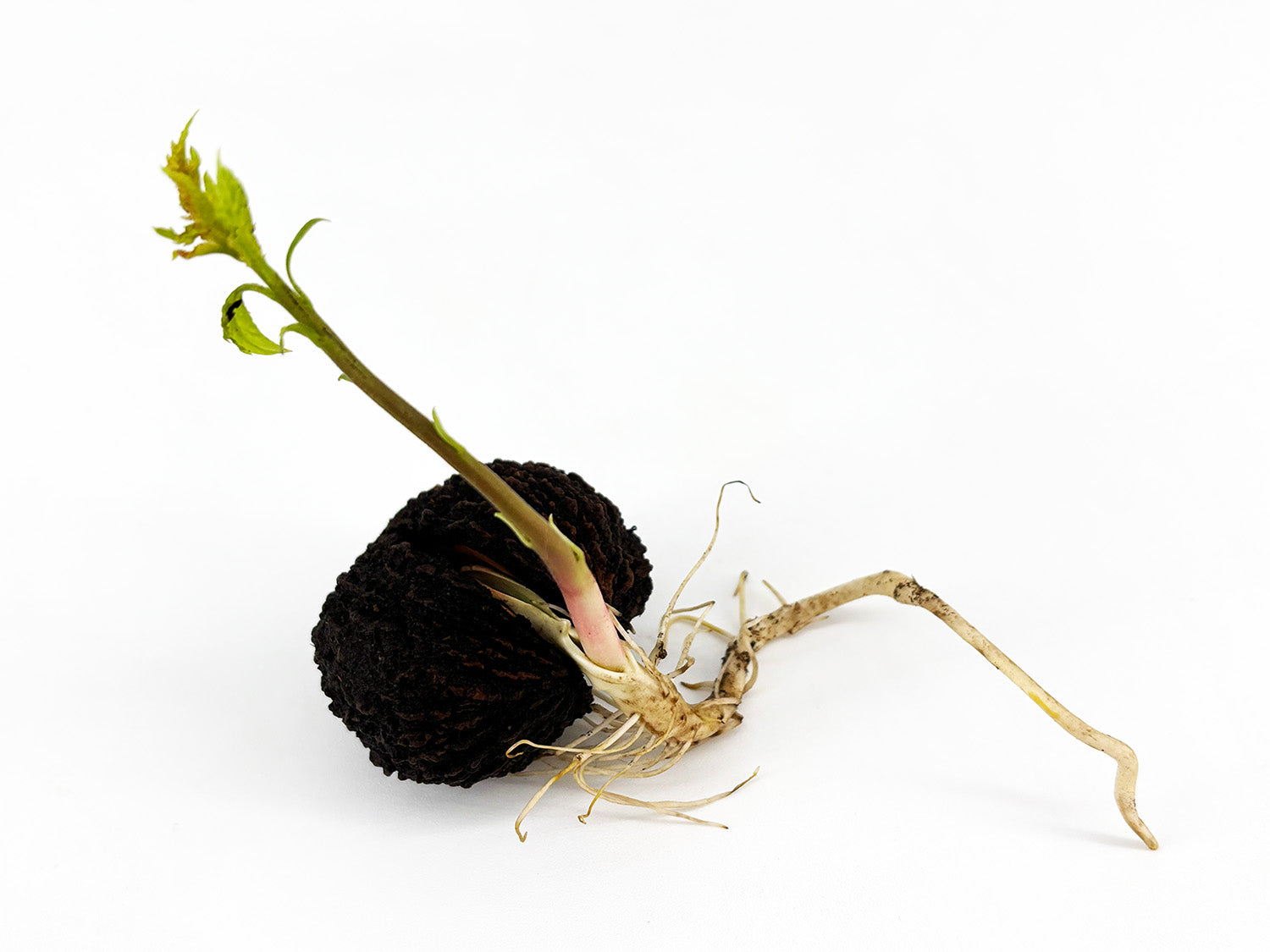 Black Walnut Tree Seedling — Live Sprouted (Juglans nigra)