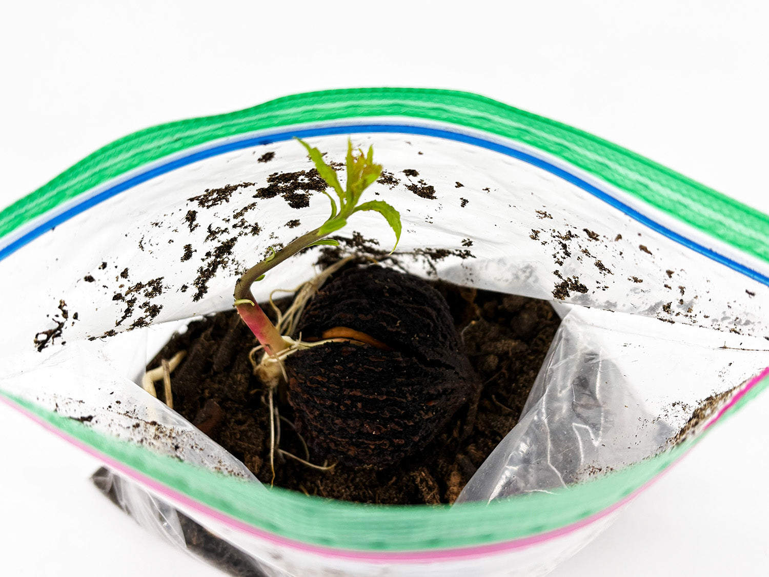 Black Walnut Tree Seedling — Live Sprouted (Juglans nigra)