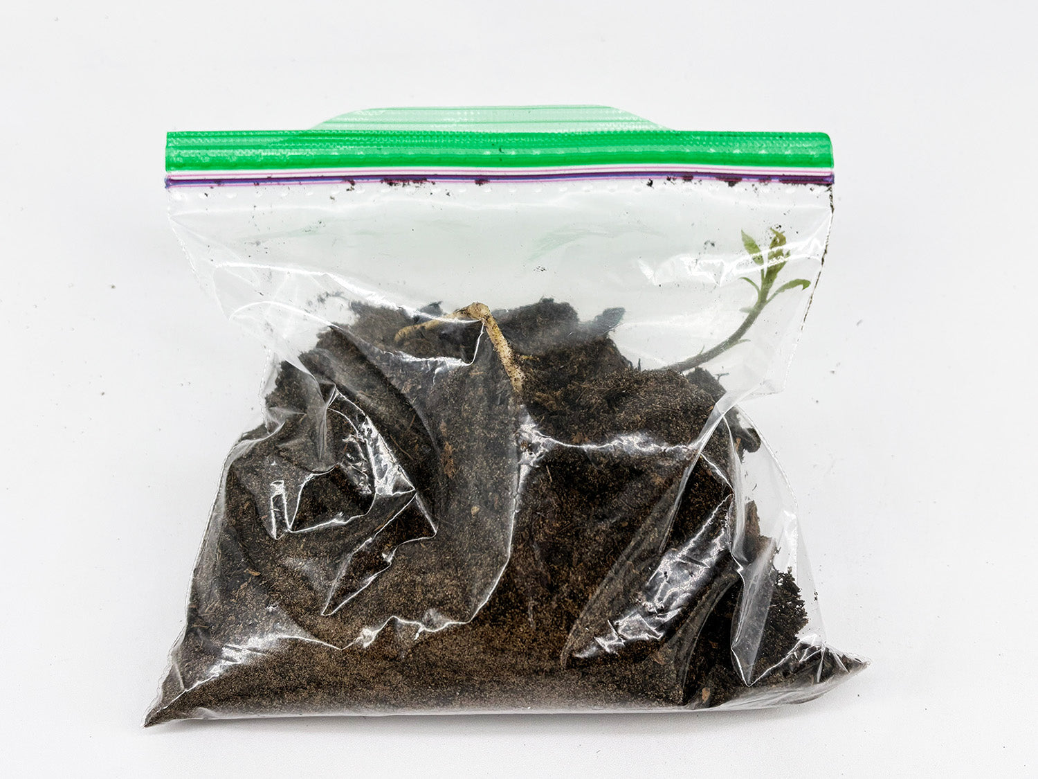 Black Walnut Tree Seedling — Live Sprouted (Juglans nigra)